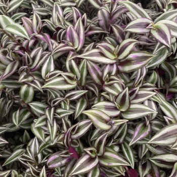 Wandering Jew (Inch Plant)